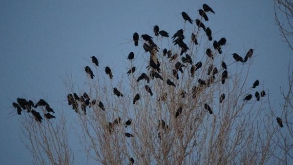 Profesörden karga istilası açıklaması: Güvenlik için kavak ağacına gelirler