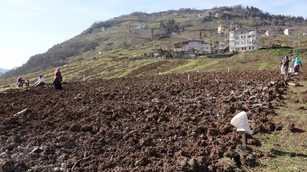 Trabzonda drakula tehlikesi giderek büyüyor Ağaçlar yakılıyor