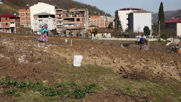 Trabzonda drakula tehlikesi giderek büyüyor Ağaçlar yakılıyor
