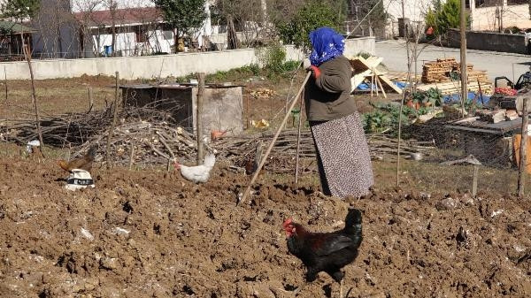 Trabzonda drakula tehlikesi giderek büyüyor Ağaçlar yakılıyor