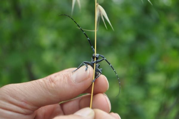 Trabzonda drakula tehlikesi giderek büyüyor Ağaçlar yakılıyor