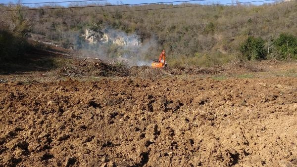Trabzonda drakula tehlikesi giderek büyüyor Ağaçlar yakılıyor