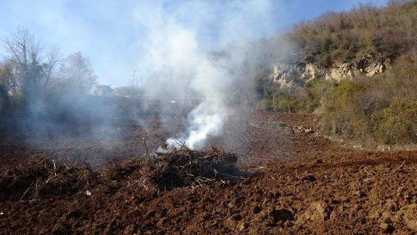 Trabzonda drakula tehlikesi giderek büyüyor Ağaçlar yakılıyor