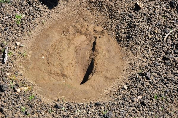 Kula-Salihli UNESCO Global Jeoparkındaki ayak izleri 5 bin yıllık çıktı
