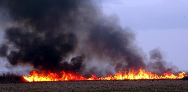 Vandaki sazlıkta çıkan yangından geriye kalanlar yürekleri dağladı