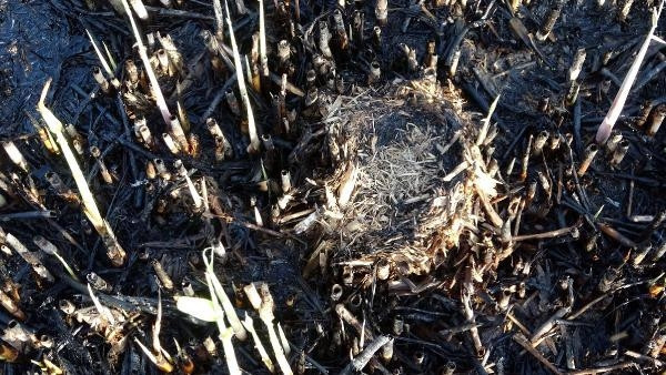 Vandaki sazlıkta çıkan yangından geriye kalanlar yürekleri dağladı