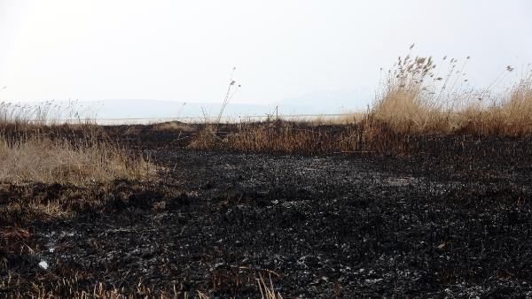 Vandaki sazlıkta çıkan yangından geriye kalanlar yürekleri dağladı