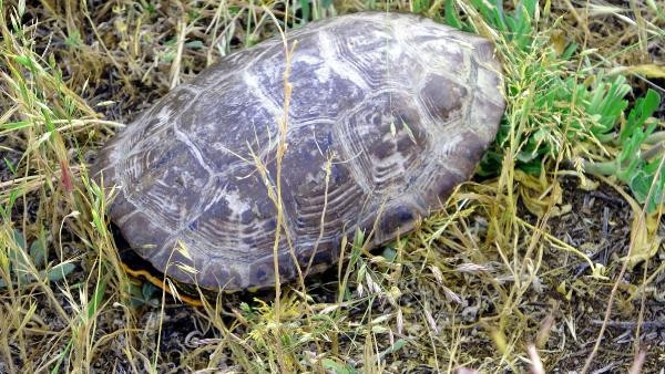 Vandaki sazlıkta çıkan yangından geriye kalanlar yürekleri dağladı