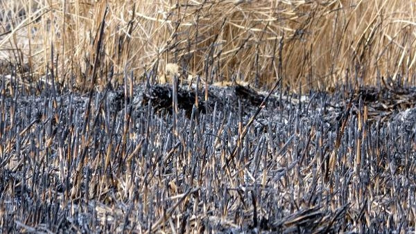 Vandaki sazlıkta çıkan yangından geriye kalanlar yürekleri dağladı