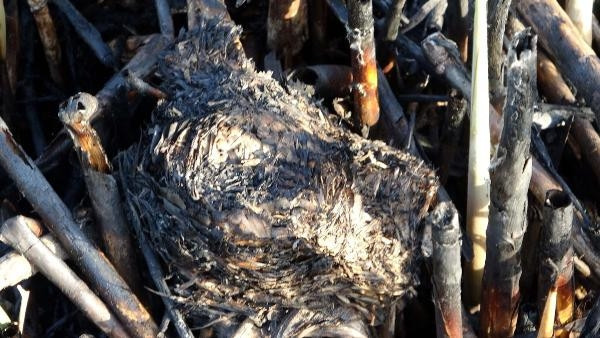 Vandaki sazlıkta çıkan yangından geriye kalanlar yürekleri dağladı