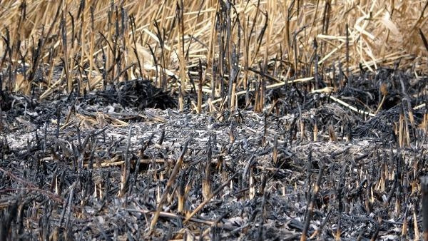 Vandaki sazlıkta çıkan yangından geriye kalanlar yürekleri dağladı