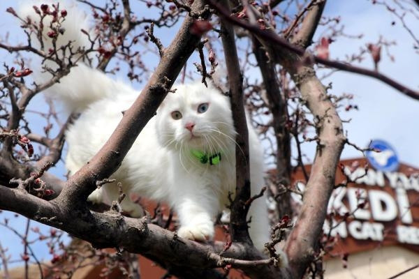 NASAnın yarışmasında Van Gölü fotoğrafıyla birinci olmuştu Kedisi hazır