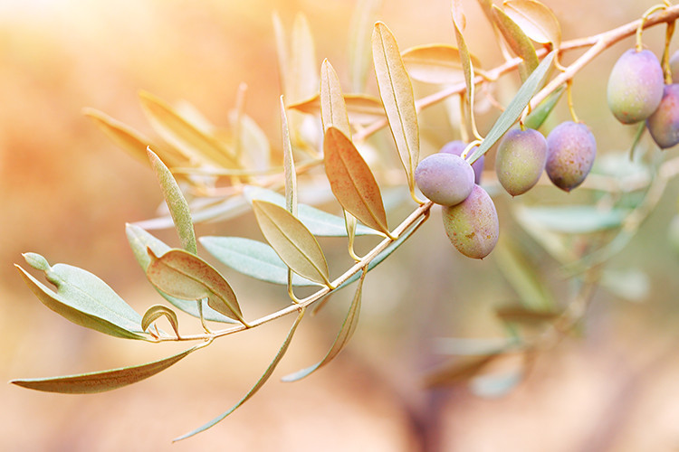 Zeytin yaprağı nelere iyi gelir