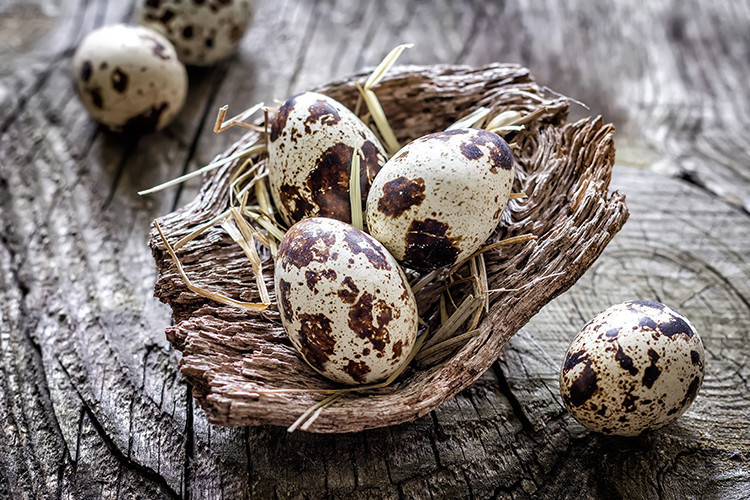 Bıldırcın yumurtasının faydaları nelerdir, nasıl tüketilmeli İşte bıldırcın yumurtasının sağlığa yararları