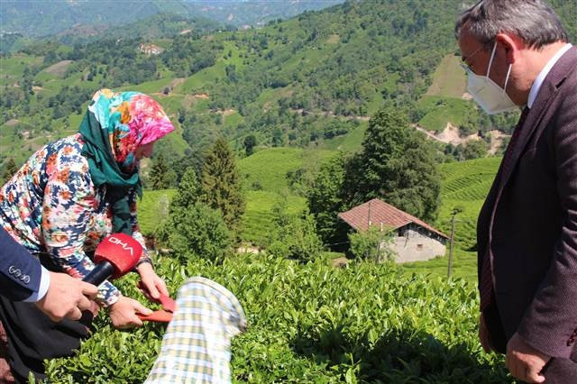 Afrikalı işçiler Rizede çay hasadında...