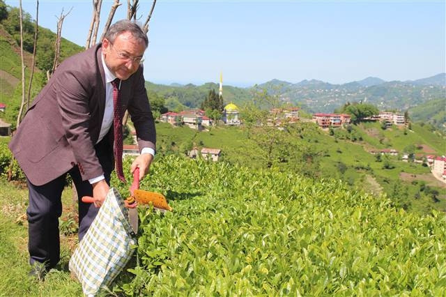 Afrikalı işçiler Rizede çay hasadında...