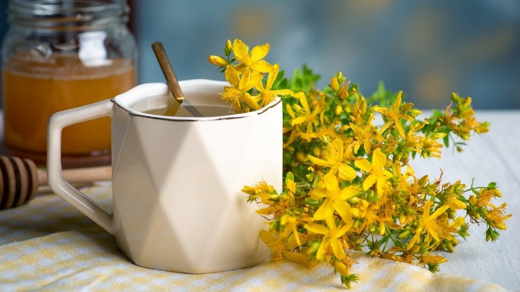 Sarı kantaron otu nasıl kullanılır