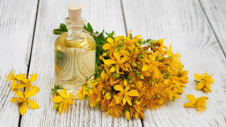 Sarı Kantaron Neye İyi Gelir, Nasıl Kullanılır Sarı Kantaron Faydaları ve Zararları