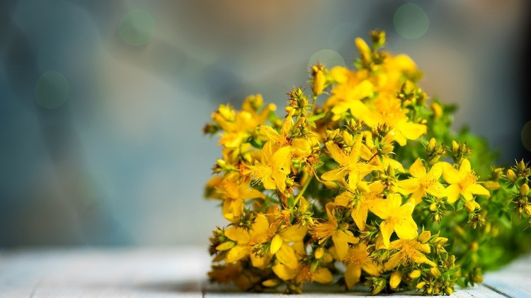 Sarı kantaron zararları ve yan etkileri