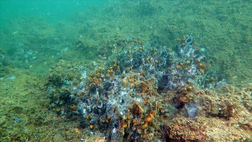 Müsilaj (deniz salyası) nedir, neden olur İşte müsilaj tehlikesinde son durum...