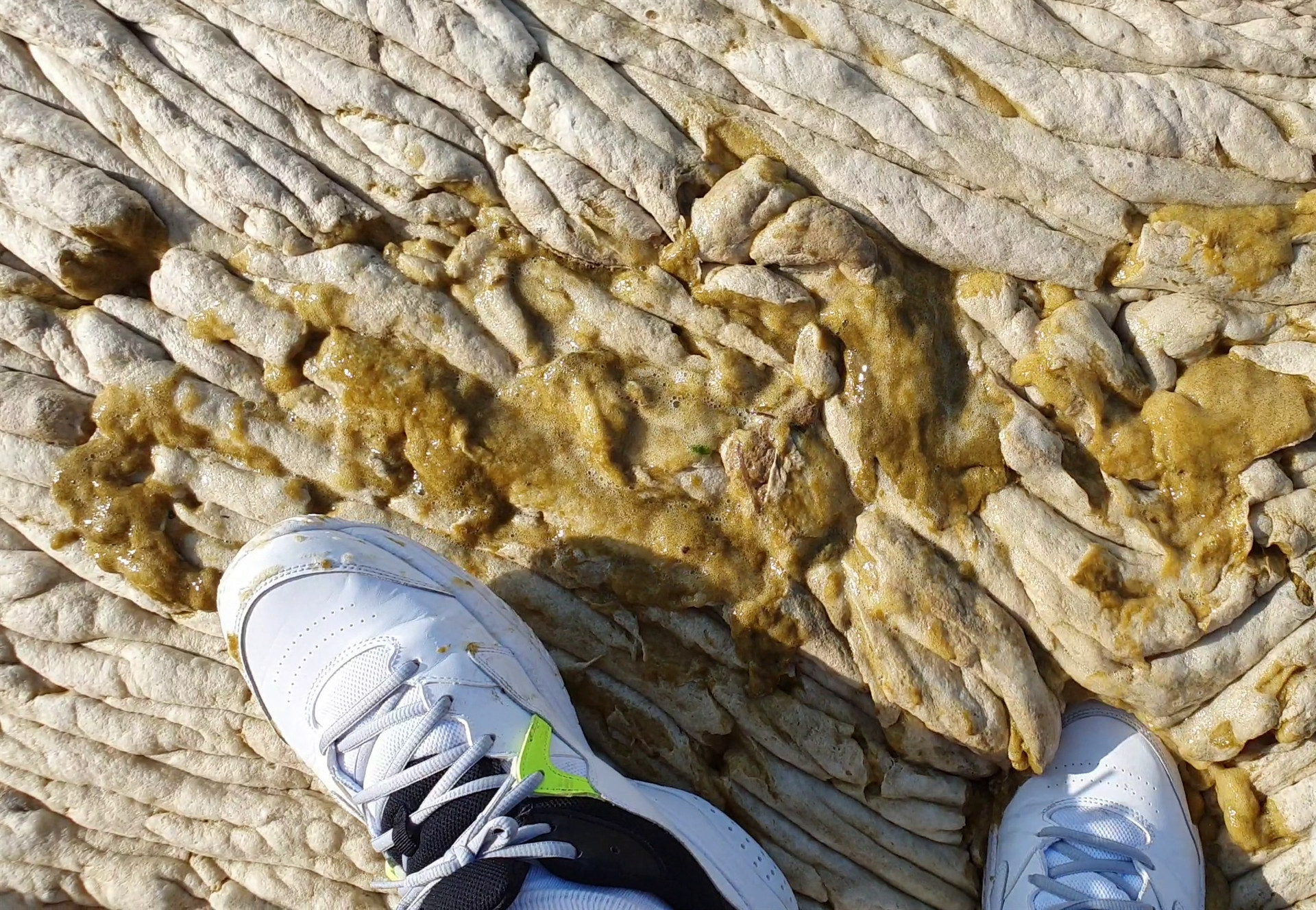 Şaşkına çeviren görüntü İşte müsilajın yoğunluğu...
