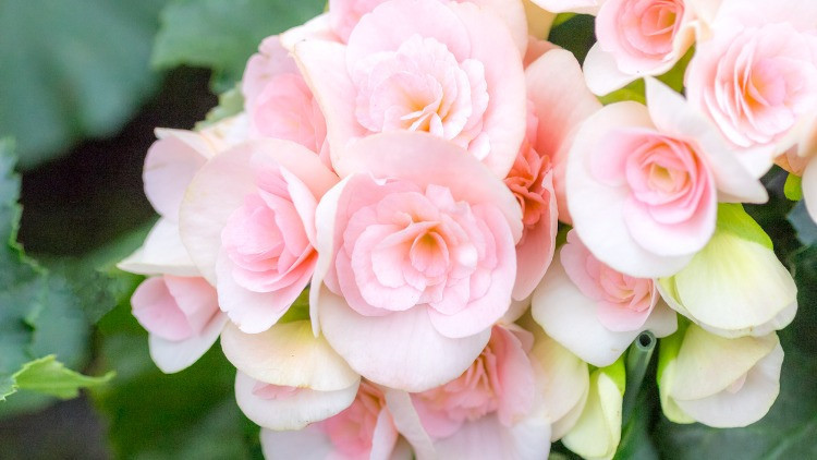 Bu çiçeklere dikkat etmeli Polen alerjisini artırabilecek bitki türleri