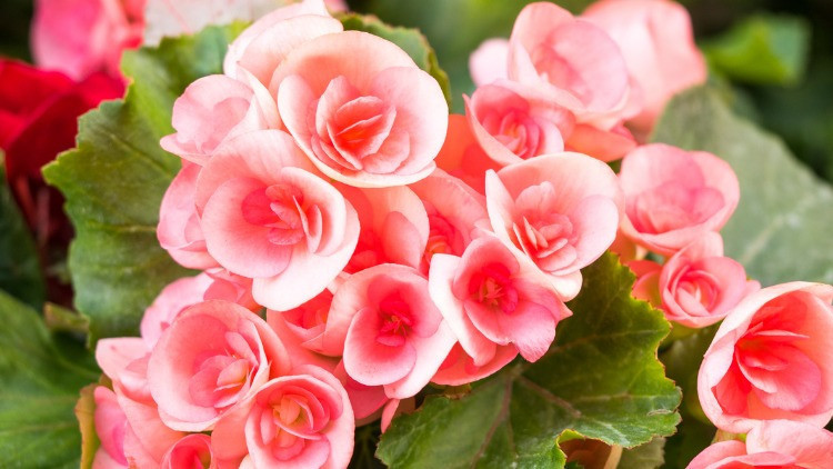 Alerji yapmayan çiçekler