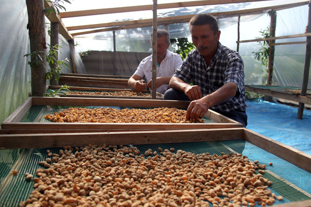 Özel izinle üretiliyor Salep orkidesinin kurutulmuşu 1000 liradan satılıyor Özel izinle üretiliyor Salep orkidesinin kurutulmuşu 1000 liradan satılıyor