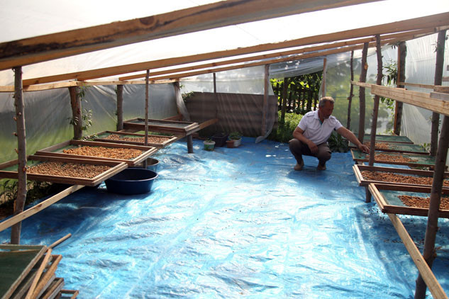 Özel izinle üretiliyor Salep orkidesinin kurutulmuşu 1000 liradan satılıyor Özel izinle üretiliyor Salep orkidesinin kurutulmuşu 1000 liradan satılıyor