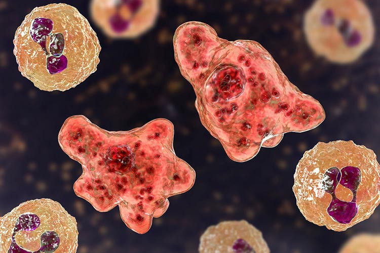 Salmonella belirtileri nelerdir