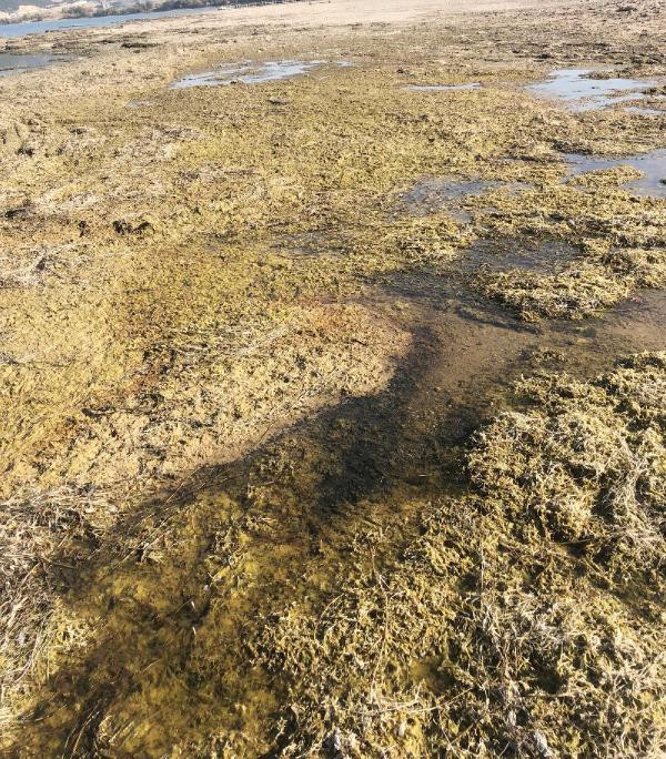 Eber Gölünde su seviyesi 1 metreye kadar düştü