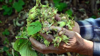 Fındık fiyatları 2021 Cumhurbaşkanı Erdoğan tarafından açıklandı Fındık fiyatları ne kadar İşte TMOnun levant fındık alım fiyatı Fındık fiyatları 2021 Cumhurbaşkanı Erdoğan tarafından açıklandı Fındık fiyatları ne kadar İşte TMOnun levant fındık alım fiyatı