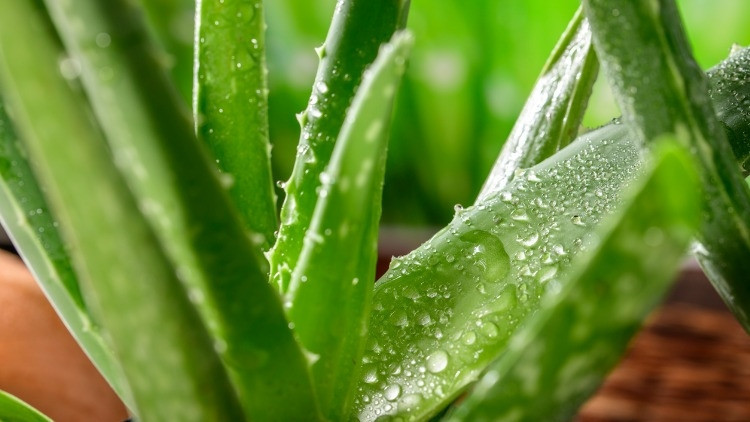 Aloe vera kötü enerjilerden korur.
