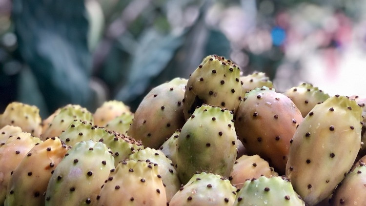 Kakts Meyvesi (Frenk nciri) Nedir, Nasl Tketilir? te, Kakts  Meyvesinin Faydalar - Mahmure