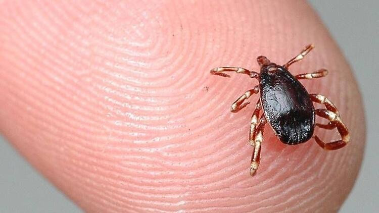 Lyme Hastalığı Belirtileri