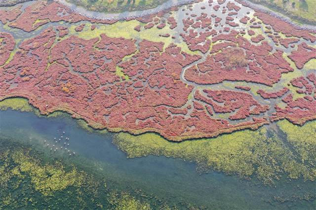 Flamingoların yuvası Çakalburnu Lagünü deniz yosunuyla kaplandı