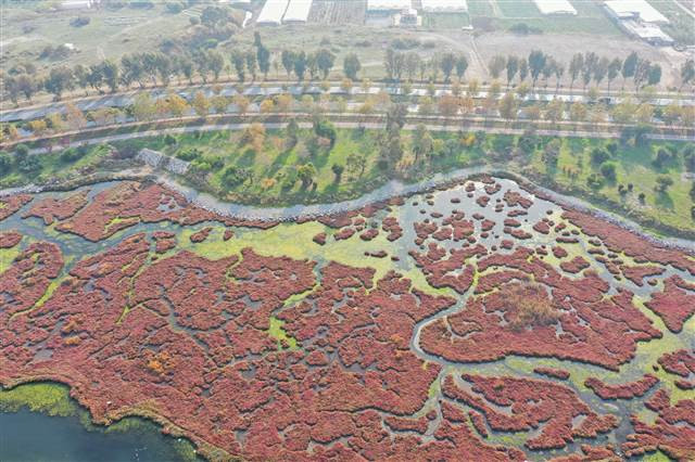 Flamingoların yuvası Çakalburnu Lagünü deniz yosunuyla kaplandı