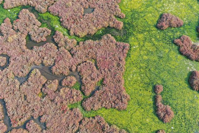 Flamingoların yuvası Çakalburnu Lagünü deniz yosunuyla kaplandı