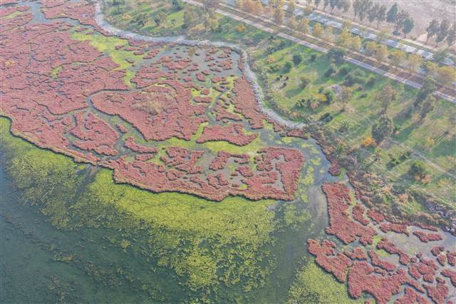 Flamingoların yuvası Çakalburnu Lagünü deniz yosunuyla kaplandı