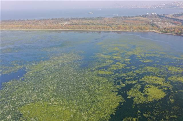 Flamingoların yuvası Çakalburnu Lagünü deniz yosunuyla kaplandı