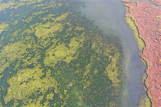 Flamingoların yuvası Çakalburnu Lagünü deniz yosunuyla kaplandı