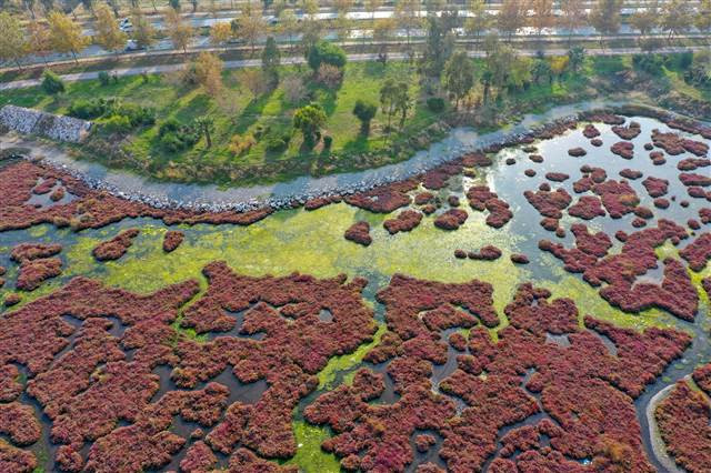 Flamingoların yuvası Çakalburnu Lagünü deniz yosunuyla kaplandı