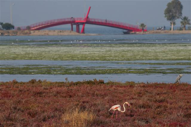 Flamingoların yuvası Çakalburnu Lagünü deniz yosunuyla kaplandı