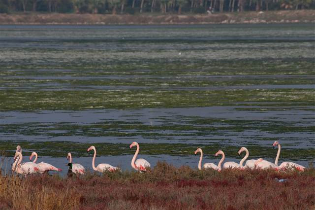 Flamingoların yuvası Çakalburnu Lagünü deniz yosunuyla kaplandı