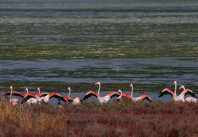 Flamingoların yuvası Çakalburnu Lagünü deniz yosunuyla kaplandı
