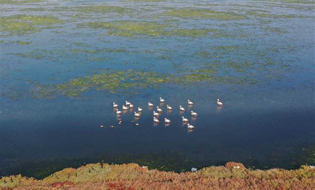 Flamingoların yuvası Çakalburnu Lagünü deniz yosunuyla kaplandı