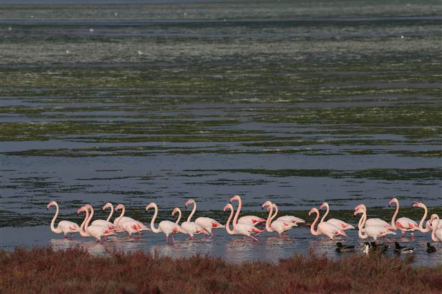 Flamingoların yuvası Çakalburnu Lagünü deniz yosunuyla kaplandı