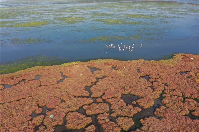 Flamingoların yuvası Çakalburnu Lagünü deniz yosunuyla kaplandı