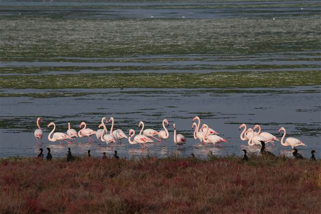 Flamingoların yuvası Çakalburnu Lagünü deniz yosunuyla kaplandı