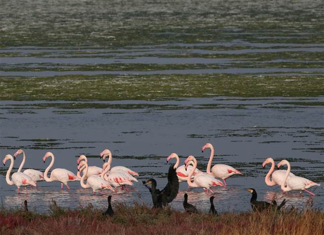 Flamingoların yuvası Çakalburnu Lagünü deniz yosunuyla kaplandı